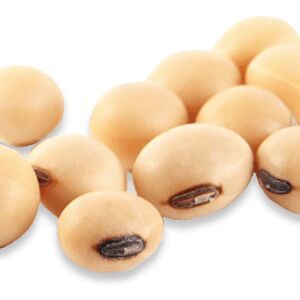 soybean