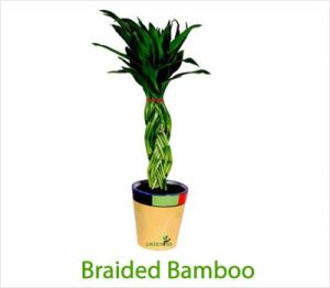 Braided Bamboo