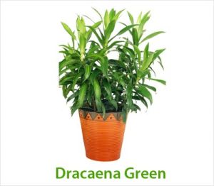 Dracaena Green Plants