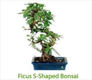 Ficus S Shaped Bonsai