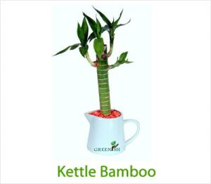 Kettle Bamboo