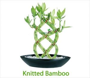 Knitted Bamboo
