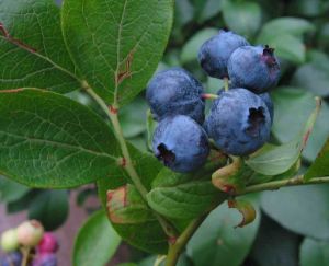 Chinese Wolfberry