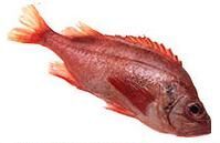 Red Whole Perch Fish