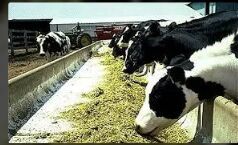 Milking Cow Feed