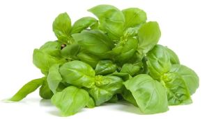 Basil