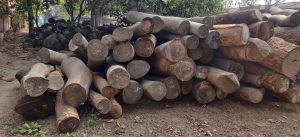 Bhirra Wood Logs