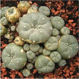 LOPHOPHORA WILLIAMSII SEEDS