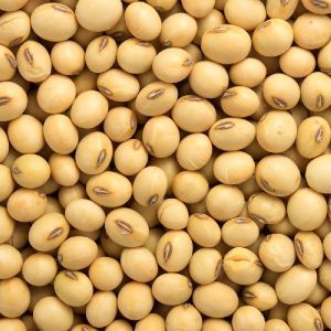 GMO Soybeans
