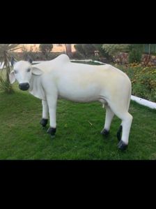 divine indian holy animal- The white cow statue