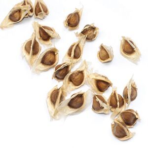 moringa seeds