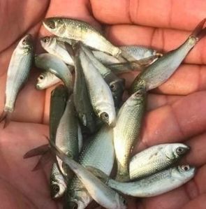 Mrigal Carp Fish Seeds