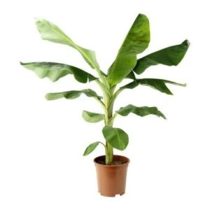 Tissue Banana Plant
