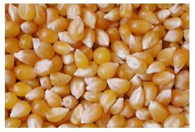 Yellow Corn Seeds