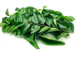 Fresh Curry Leaves