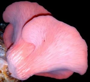 Organic  Pink Oyster Mushroom Spawn