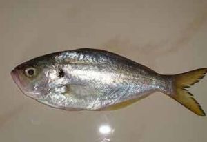 Fresh Parava Fish