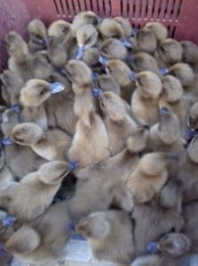 Ducks chicks