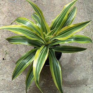 Green Dracaena Reflexa Plant