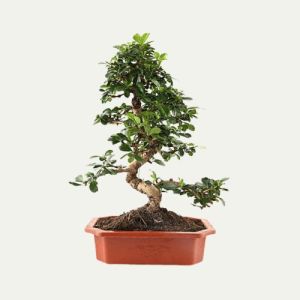 Carmona Bonsai Plants