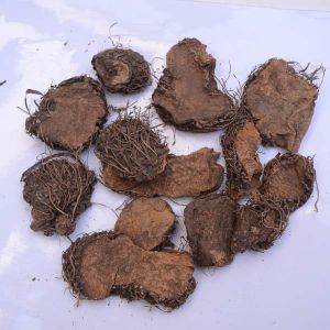 Dioscorea Bulbifera