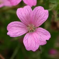 Geranium Flower Oil