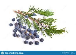 Juniper berry essential oil