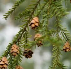 Spruce Essential Oil