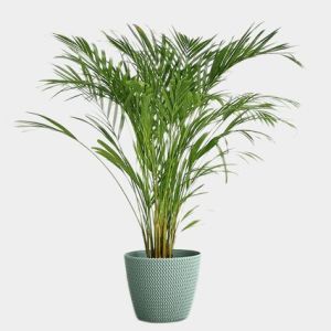 areca palm plant