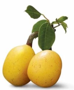 Marula Oil