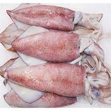 Frozen Squid Fish