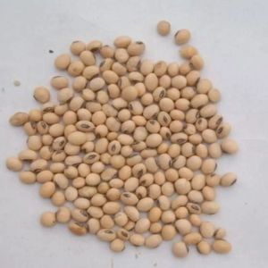 Dry Soybean Seeds