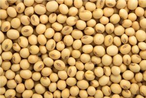 Raw Soybean Seeds