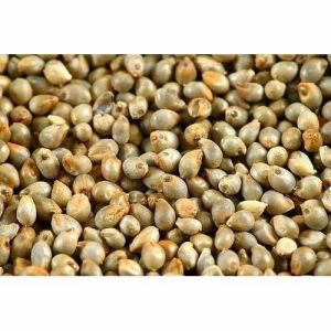 Whole Pearl Millet