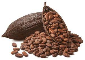 Organic Cocoa Bean