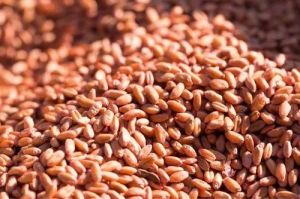 Red Wheat Seed