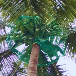 Coconut Safety Net