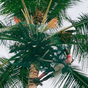 Coconut Tree Net