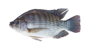 Thilapia Fish