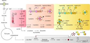 Escherichia coli Metabolic Engineering