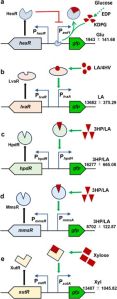 Strain Inducer Optimization