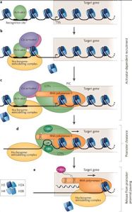 Strain Inducible Gene Expression Control