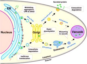 Yeast Strain Modification