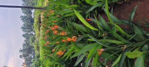 heliconia plant