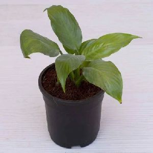 Spathiphyllum Sensation Plant