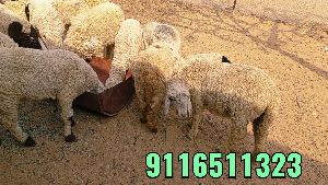 Cutting Sheep