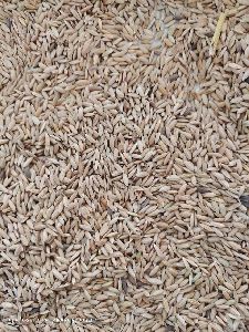 paddy seeds