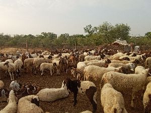 sheep farming services