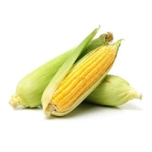 fresh maize