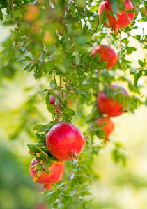 fresh pomegranate